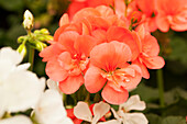 Pelargonium zonale pac® 'Stefanie'