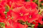 Petunia pac® Happytoonia® 'Red'