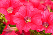 Petunia pac® Happytoonia® 'Pink' Petunia pac® Happytoonia® Pink