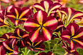 Petunia Prettytoonia® Black Cherry Stripes