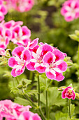 Pelargonium grandiflorum 'Pinkerbell'®