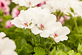 Pelargonium grandiflorum pac® Candy Flowers® 'White'