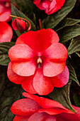 Impatiens New Guinea Impacio® Melon Star