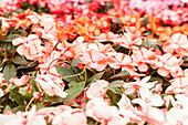 Impatiens New Guinea Impacio® Peach Star