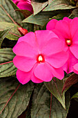 Impatiens New Guinea Impacio® Purple