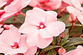 Impatiens Neu-Guinea Impacio® Soft Pink