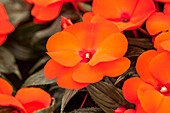 Impatiens Neu-Guinea Impacio® Orange