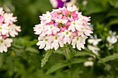 Verbena 'Hurricane™ Pink'