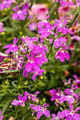 Lobelia erinus, rosa