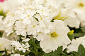 Verbena 'Estrella™ White', Petunia 'Perfectunia® White'