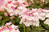 Verbena 'Hurricane™ Pink'