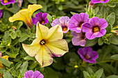 Petunia, Calibrachoa