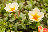 Portulaca COLORBLAST™ 'Mango Mojito'