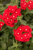 Verbena ESTRELLA ® 'Exp. Merlot impr.'