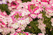 Verbena HURRICANE™ 'Pink'