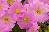 Petunia 'Bingo® Lilac'