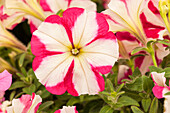 Petunia 'Bingo® Star Rose-White'