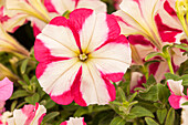 Petunia Bingo® Star Rose-White