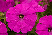 Petunia BINGO® Purple