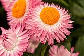 Helichrysum bracteatum 'Cottage™ Pink'