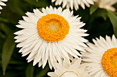 Helichrysum bracteatum 'Cottage™ White'