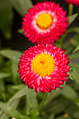 Helichrysum bracteatum 'Cottage™ Rose'