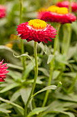 Helichrysum bracteatum 'Cottage™ Rose'