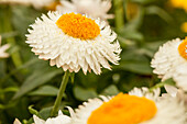 Helichrysum bracteatum 'Cottage™ White'