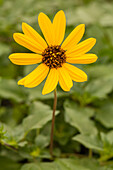 Helianthus 'Helisol'