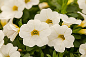 Calibrachoa Early Bird™ 'White'