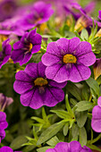 Calibrachoa 'Early Bird™ Lilac'