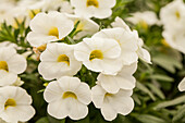 Calibrachoa Early Bird™ 'White'