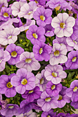 Calibrachoa 'Calitastic™ Violet Skies'