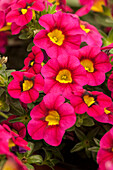 Calibrachoa 'Calibasket™ Bright Eyes'