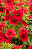 Calobrachoa CALIBASKET™ 'Racy Red'