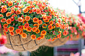 Calibrachoa