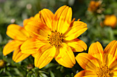 Bidens ferulifolia 'Bidy Bop Orange'