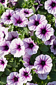 Petunia 'Potunia® Piccola Purple Ice'