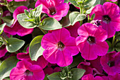 Petunia 'Potunia® Piccola Hot Pink'