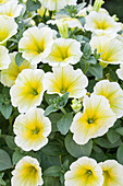 Petunia 'Potunia® Plus Yellow'