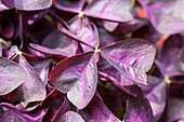 Oxalis 'XALIS Burgundy Wine'(s)