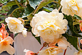 Begonia 'Chardonnay'(s)