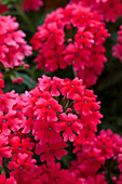 Verbena Vepita Hot Pink