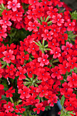 Verbena Vepita Scarlet