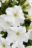 Petunia 'VERANDA™ White'(s)