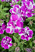 B&B Petunia Amarena Twist