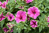 Petunia 'Picasso in Pink'