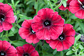 Petunia 'Chocolina'