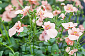 Diascia 'BREEZEE Plus Big Apricot