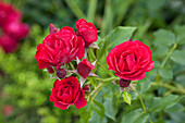 Shrub rose, red